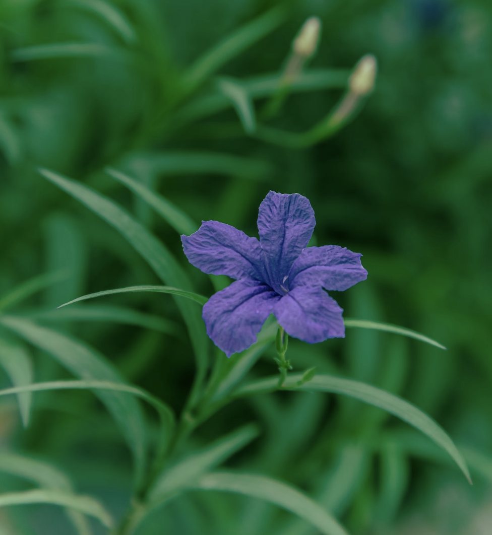 Purple flower blooming in a garden during rainfall in a city
